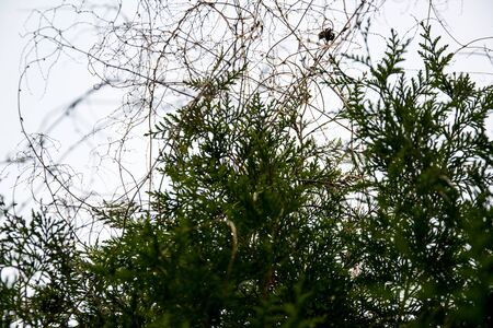 green conifer against blue skyの写真素材