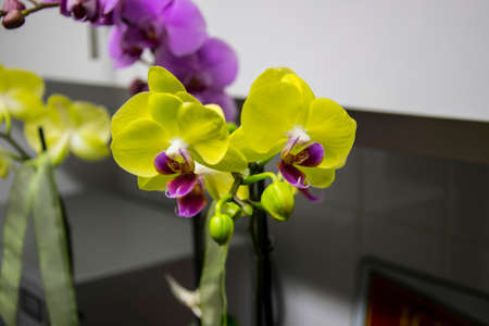 lilac and yellow orchidの写真素材
