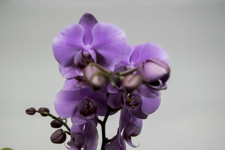 closeup of purple prochidの写真素材