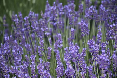 purple flowers on green meadowの写真素材