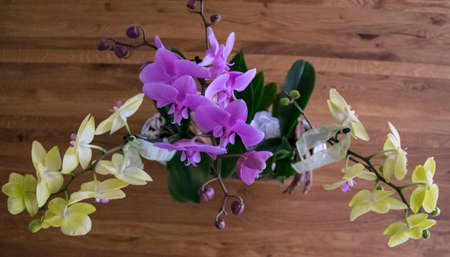 purple and yellow orichdee in a potの写真素材