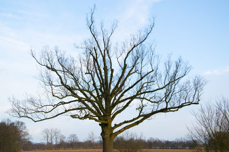 lonely tree against a blue sky