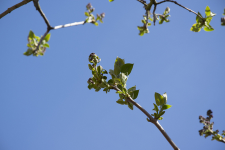 tree top against the skyの写真素材