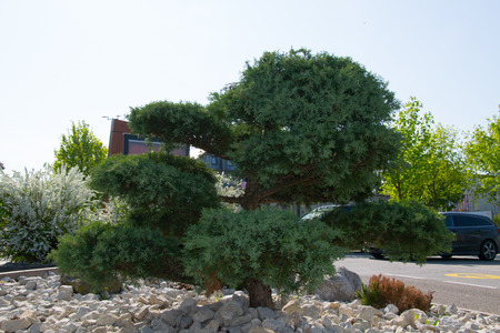 a bushの写真素材