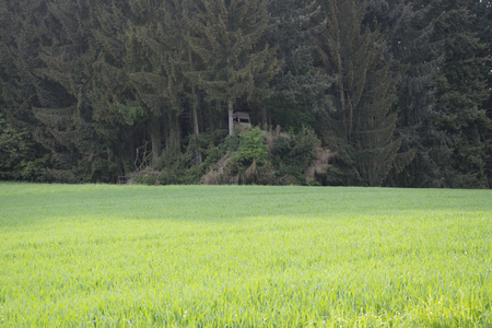 Green field with forest edgeの写真素材