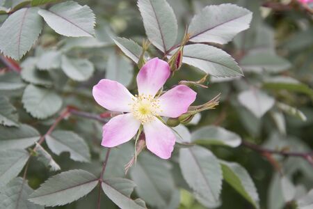 pink flower and green leafの写真素材