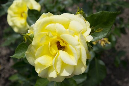 yellow flower and green leafの写真素材