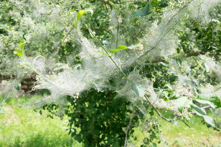 green leaf with spinwife