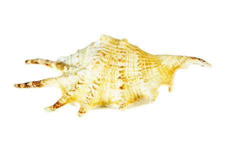 sea shell isolated 