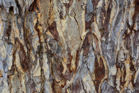 tree bark photo , abstract art background.