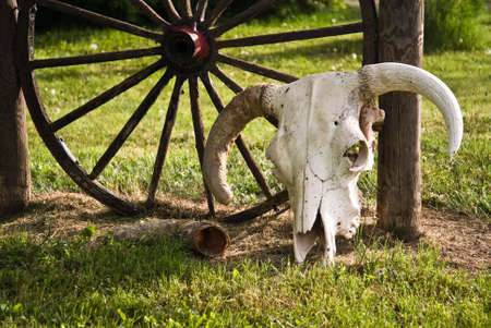Cow steer skull next to wagon wheel on a ranchの写真素材
