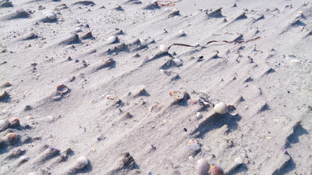Seaside detail with shells