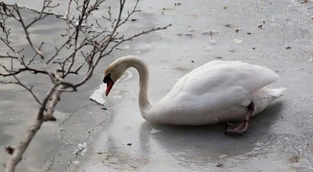 mute swan in a almost frozen lakeの写真素材