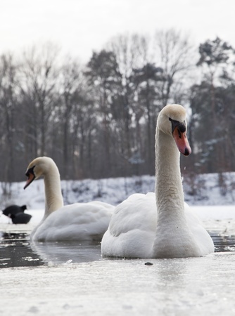 mute swan in a almost frozen lakeの写真素材