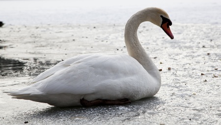 Swan on iceの写真素材