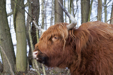 brown scottish highlander in winter landscape