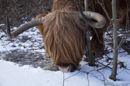 Scottish Highland drinking in the winter close upの写真素材