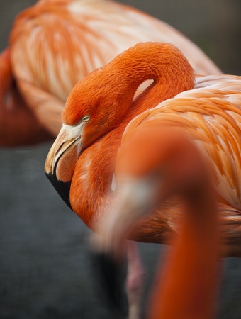 Three Flamingosの写真素材