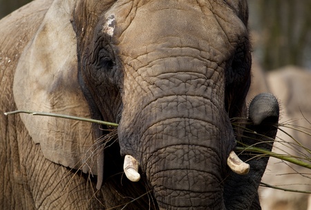 A close up of an african elephant feedingの写真素材