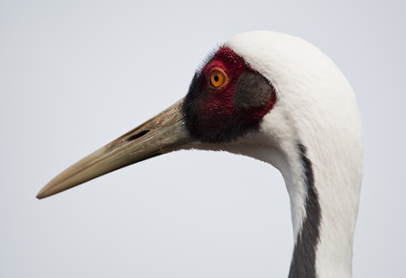 A white neck crane close upの写真素材