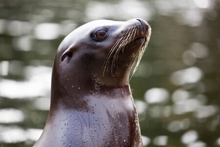 closeup of a sealの写真素材