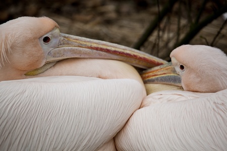 Two palicans closeの写真素材