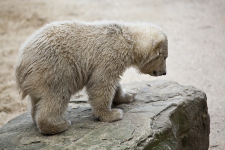 cute polar bearの写真素材