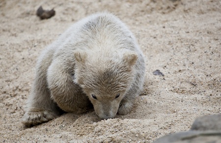 cute polar bearの写真素材