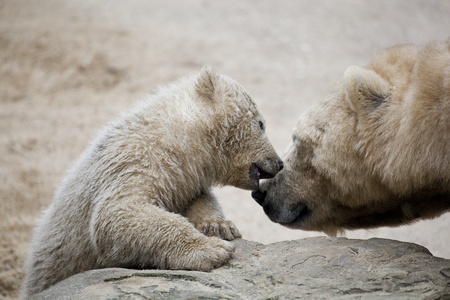 cute polar bear with motherの写真素材