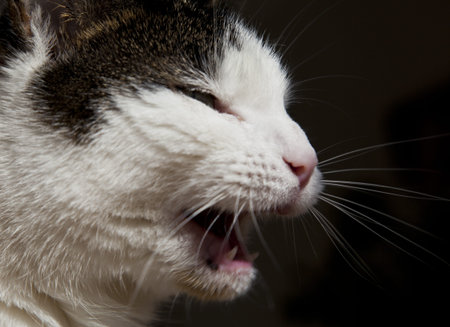 Young cat shows teethの写真素材