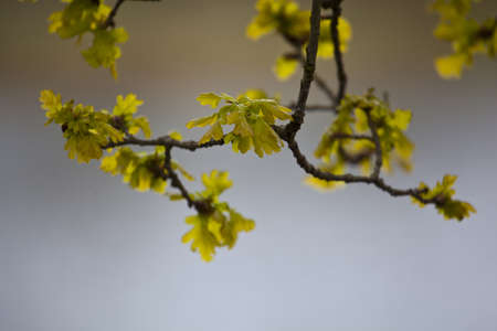 fresh leaves of oak in springの写真素材