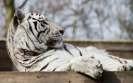 white Tiger close upの写真素材