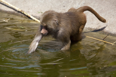 Baboon monkey in the water