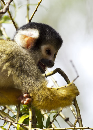 Squirrel monkey in a tree