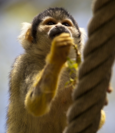 squirrel monkey close upの写真素材
