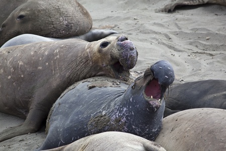 Elephant Seal Colony at San Simeon, USAの写真素材