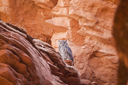Owl in Canyon, Antelope Canyon in Arizona, USA