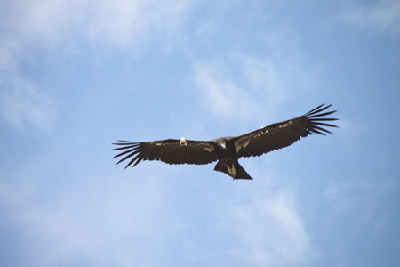 Critically Endangered California Condor in flight