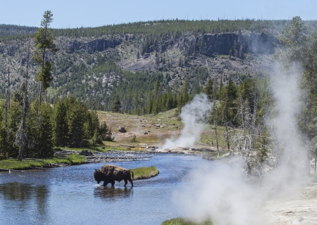 Bison in Yellowstone river, Upper Geyser Basin, Yellowstone National Park, Wyoming, USAの写真素材