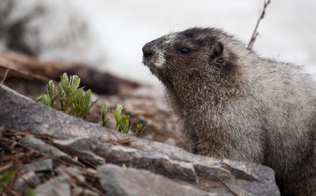 Marmot with fresh grass