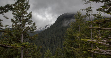 Trees, mountain and Fog, Mount Rainier National Park, Washington State, USA