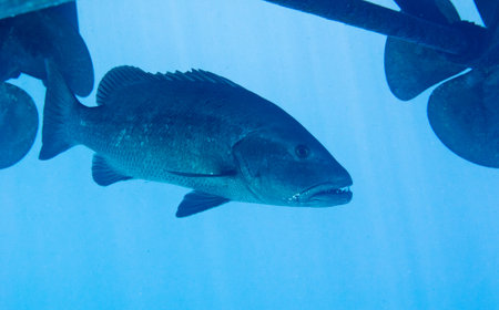 Black Grouper Under a Boat