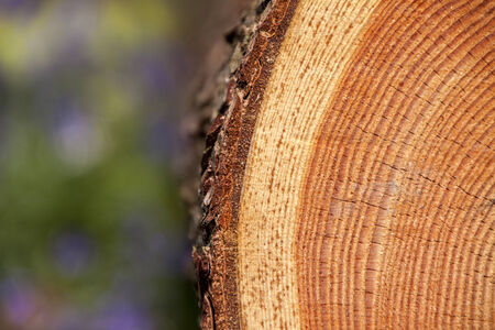 Tree slice Close-up in Tranendal  teardrop valley , Hallerbos, Belgiumの写真素材