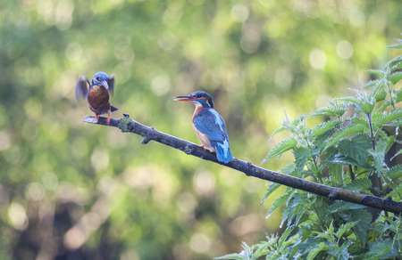Two Kingfishers on a twig, Biesbosch national park, Noord-Brabant, the Netherlandsの写真素材