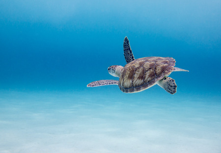 Green Sea Turtle  Chelonia mydas , Klein Curacao, Dutch Caribbean, Curacaoの写真素材