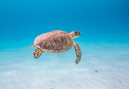 Green Sea Turtle  Chelonia mydas , Klein Curacao, Dutch Caribbean, Curacao
