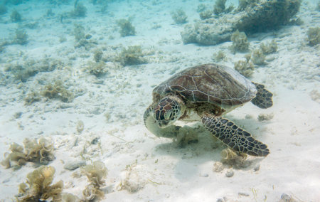 Green Sea Turtle  Chelonia mydas , Klein Curacao, Dutch Caribbean, Curacaoの写真素材