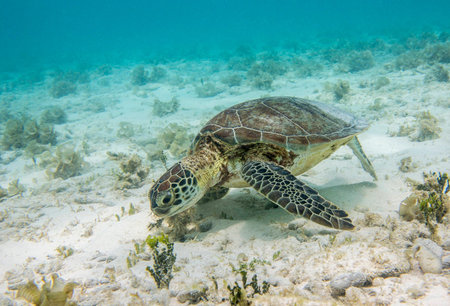 Green Sea Turtle  Chelonia mydas , Klein Curacao, Dutch Caribbean, Curacao