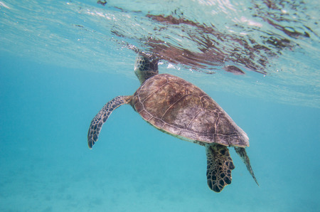 Green Sea Turtle  Chelonia mydas , Klein Curacao, Dutch Caribbean, Curacaoの写真素材