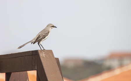 Tropical Mockingbird Curacaoの写真素材